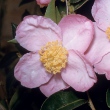 Plantation Pink